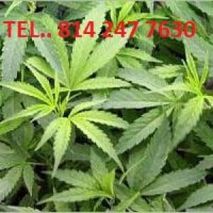 cruzibud's LeafedOut Profile