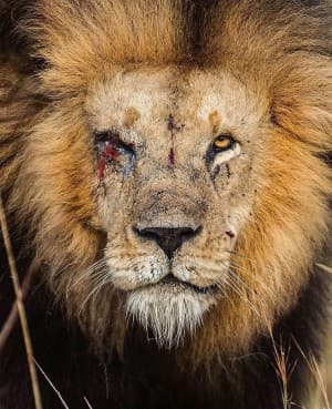 Brxnzino's LeafedOut Profile