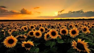Sunflower_x's LeafedOut Profile
