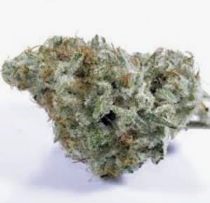 StonerDolfan's LeafedOut Profile