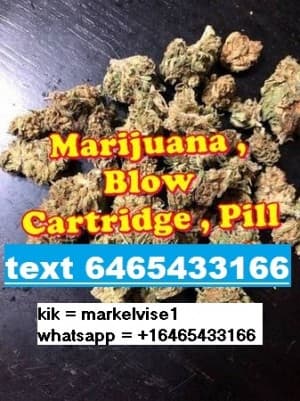 kushnorthern's LeafedOut Profile