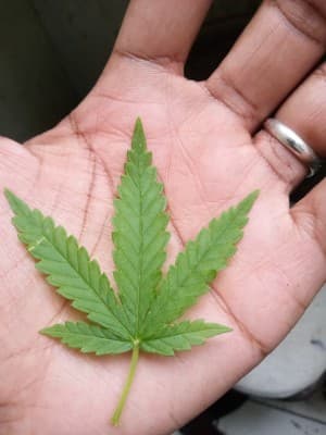 AMNESIAHAZEOG13's LeafedOut Profile
