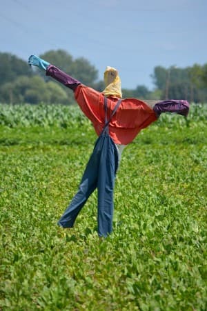 TheCornfield's LeafedOut Profile