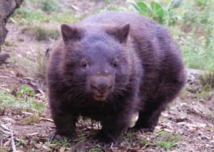 captainwombat's LeafedOut Profile