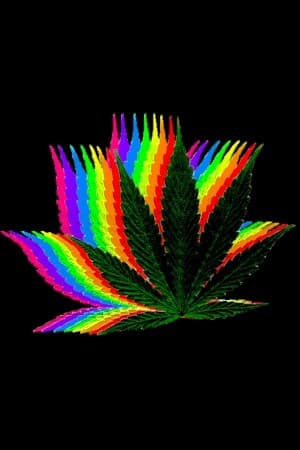 AvrgStoner94's LeafedOut Profile