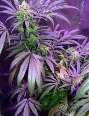 ihsv420's LeafedOut Profile