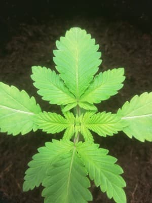 Greenthumpp's LeafedOut Profile