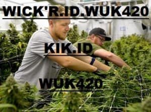 WICKERIDWUK420's LeafedOut Profile