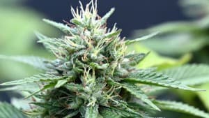 Greenman42019's LeafedOut Profile