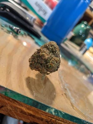 Probablyhigh's LeafedOut Profile
