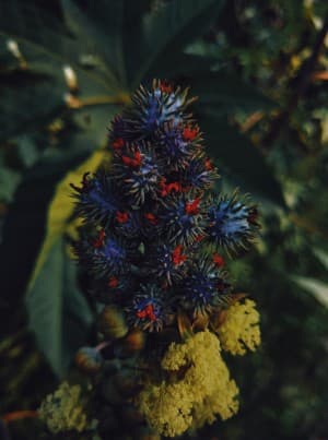 Kiera's LeafedOut Profile