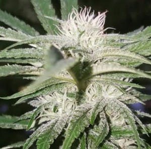 BRANDcannabis1's LeafedOut Profile