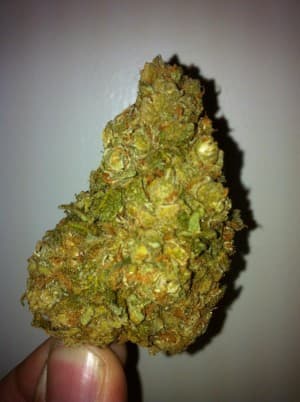 Weed-and-Buds19's LeafedOut Profile