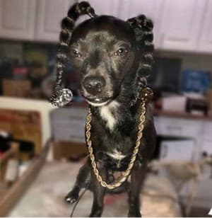 PitBullSnoop's LeafedOut Profile