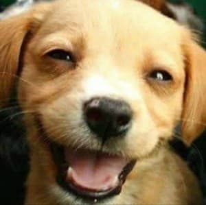 jus-happi's LeafedOut Profile