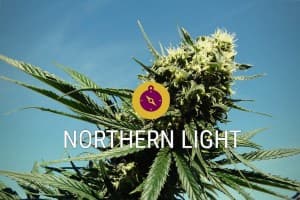 NorthernLights138's LeafedOut Profile