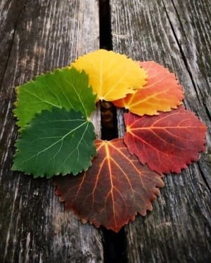 Cannashx's LeafedOut Profile