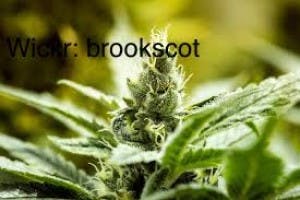 Brooks-kings's LeafedOut Profile