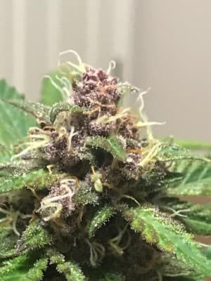Kushtoker's LeafedOut Profile