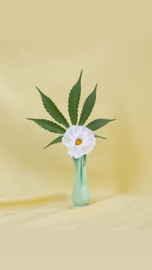 Broccoliqueen's LeafedOut Profile