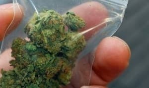 blueweed234's LeafedOut Profile
