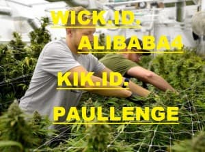 METTDWEEEEEEDSTORCIIIIOMPLUGYYY420's LeafedOut Profile