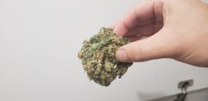 Dankdaddy420's LeafedOut Profile