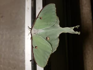 Flying_Green's LeafedOut Profile