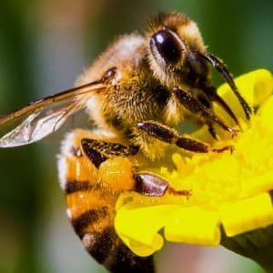 Bee89's LeafedOut Profile