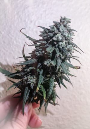 Homegrownhomie's LeafedOut Profile