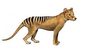 Thylacine's LeafedOut Profile
