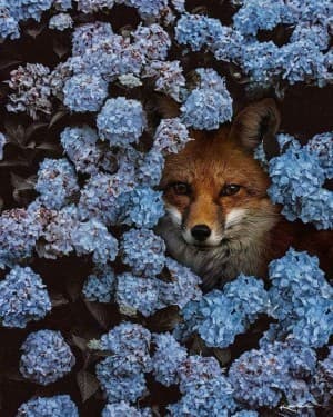 FoxStark21's LeafedOut Profile