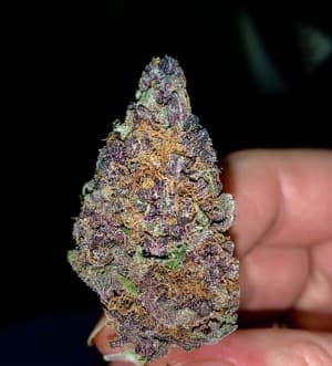London420G's LeafedOut Profile