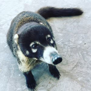 Beboparedpanda's LeafedOut Profile