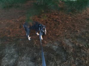Redpanda17's LeafedOut Profile