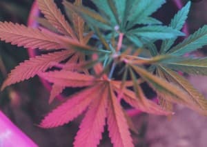 MedicalFairy's LeafedOut Profile