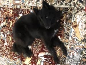RaiserBlade's LeafedOut Profile