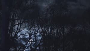 OnyxDarkStar's LeafedOut Profile