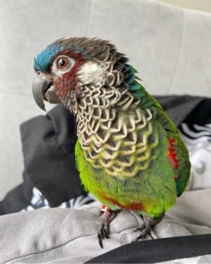 Merendesdaltine1's LeafedOut Profile
