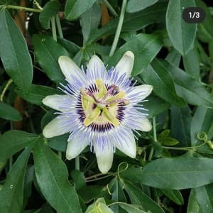 Lonicera07's LeafedOut Profile