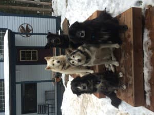 Gypsiedog420's LeafedOut Profile