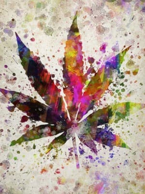 PurplePunch623's LeafedOut Profile