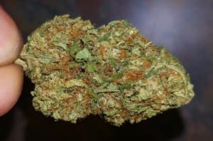 Weed-and-Buds18's LeafedOut Profile