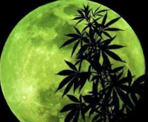 MrSativa's LeafedOut Profile