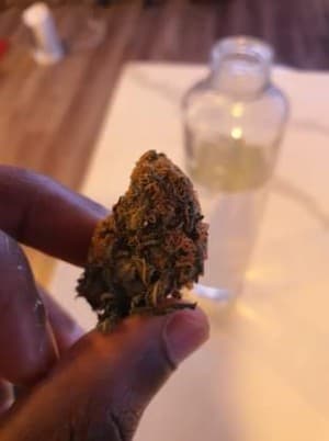 FreeThePlant's LeafedOut Profile