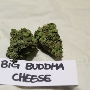 Ncplug420's LeafedOut Profile