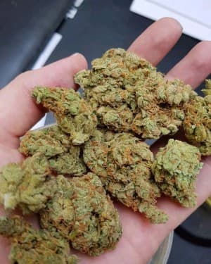 hhjhweed's LeafedOut Profile