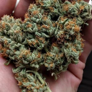 Kally420's LeafedOut Profile
