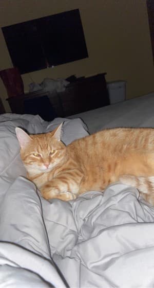 Lilsaturn's LeafedOut Profile