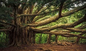 treetreeaeon's LeafedOut Profile